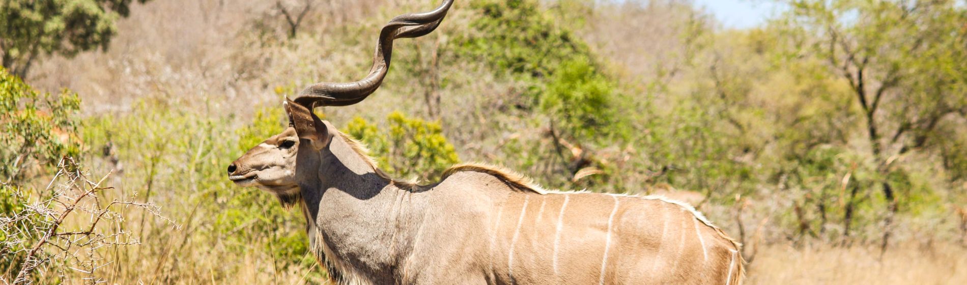 kudu_im_kruegernationalpark_in_suedafrika_.jpg