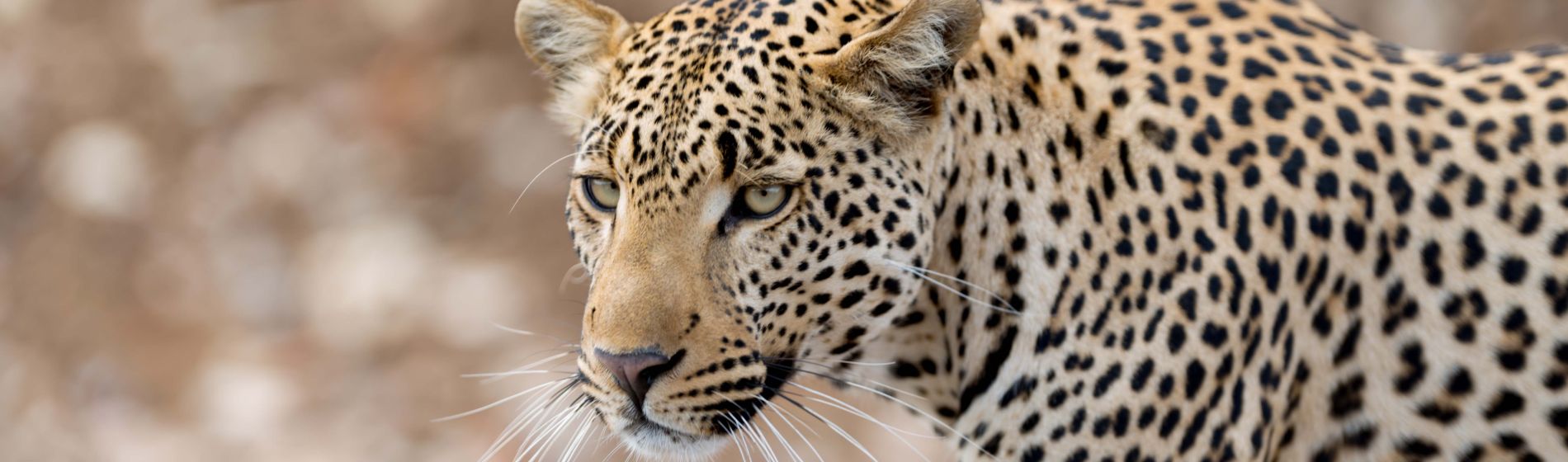 leopard_botswana.jpg