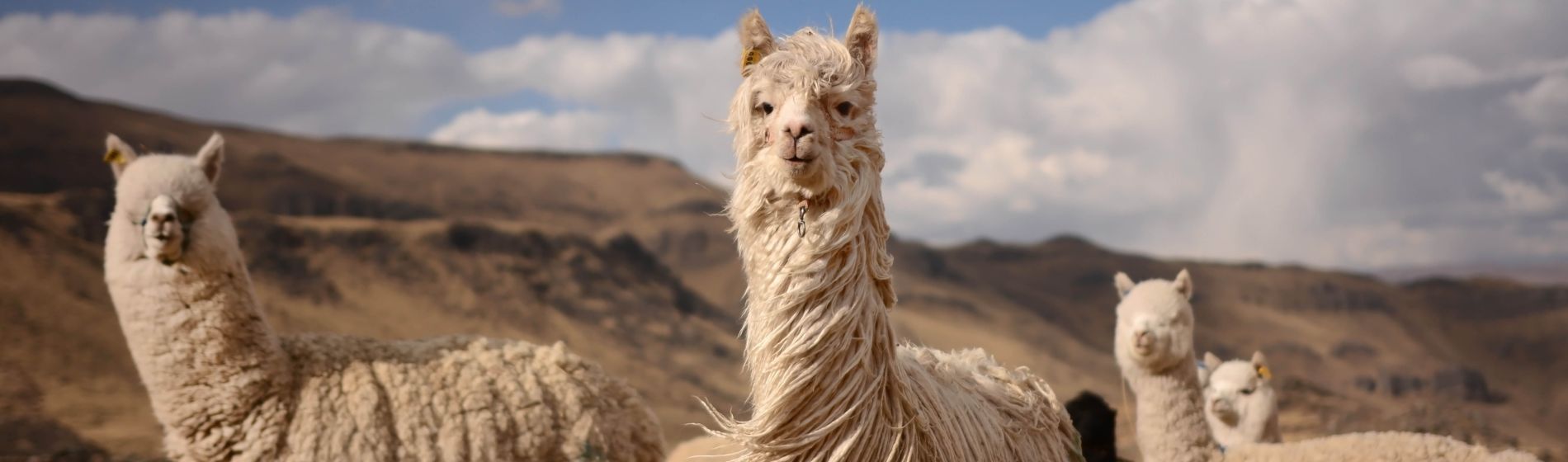 llamas_alpaca_in_den_anden_peru_suedamerika.jpg