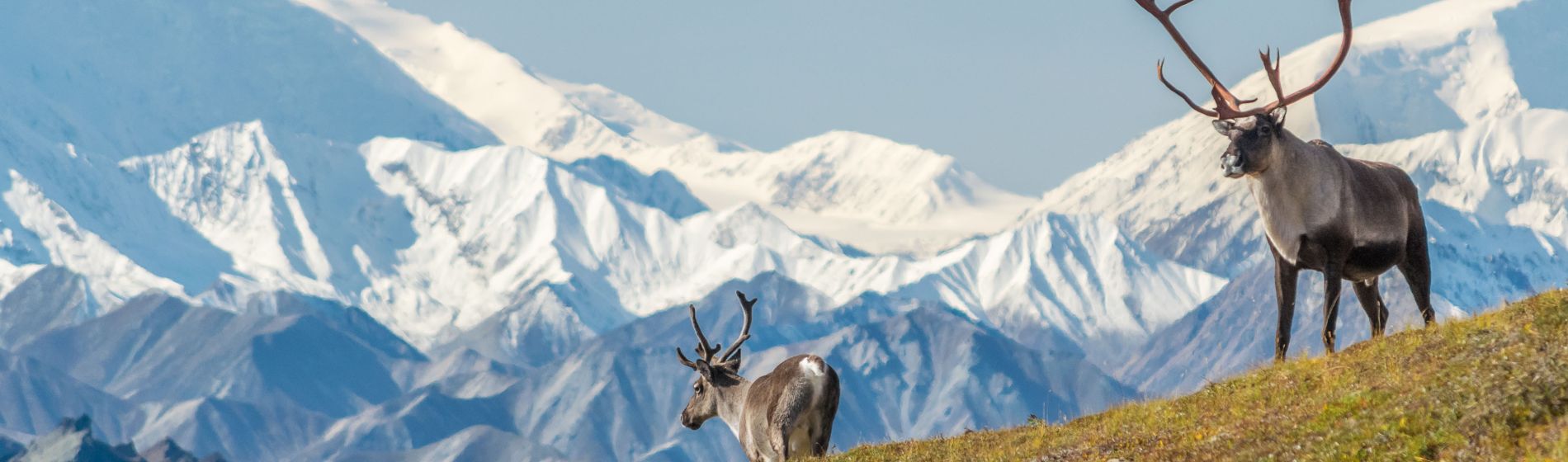 majestic-karibou-bull_vor_dem_berg_denali.jpg