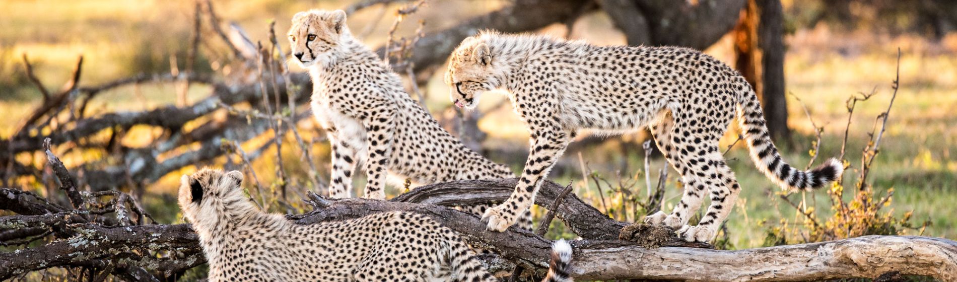 masai_mara-1_aaron_matzinger_clare_walker.jpg