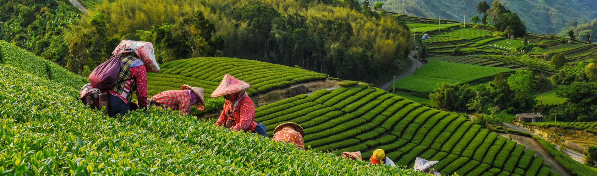 oolong_teegarten_in_alishan_in_chiayi_taiwan.jpg