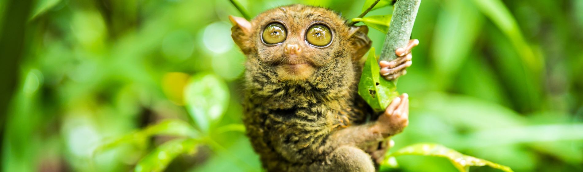 philippinische_tarsier.jpg