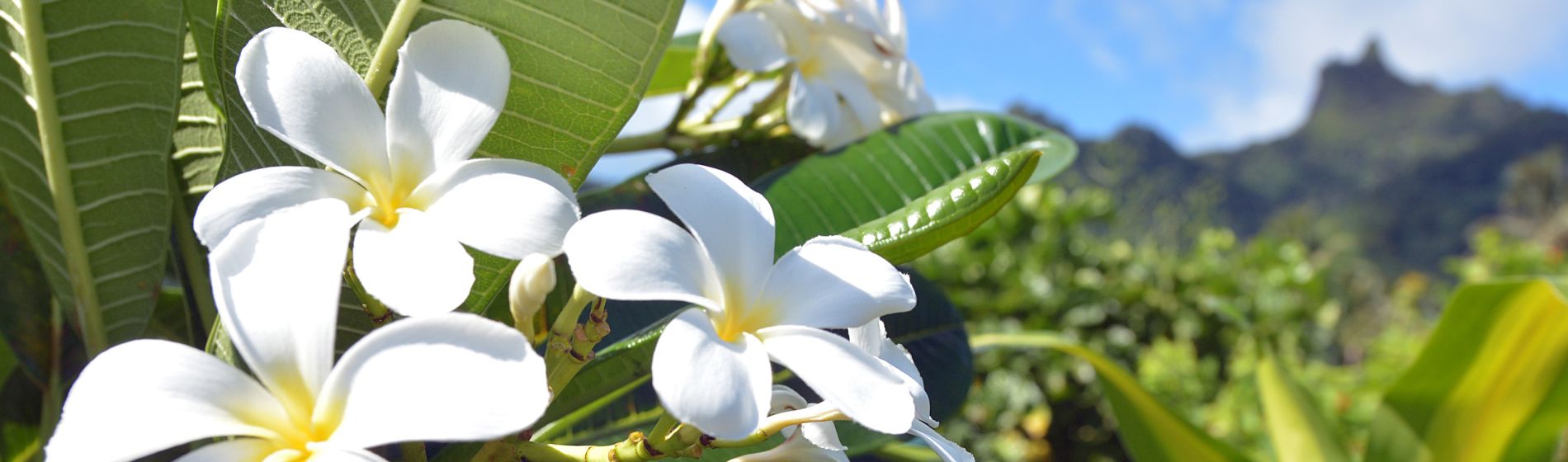 plumeria_blumen.jpg