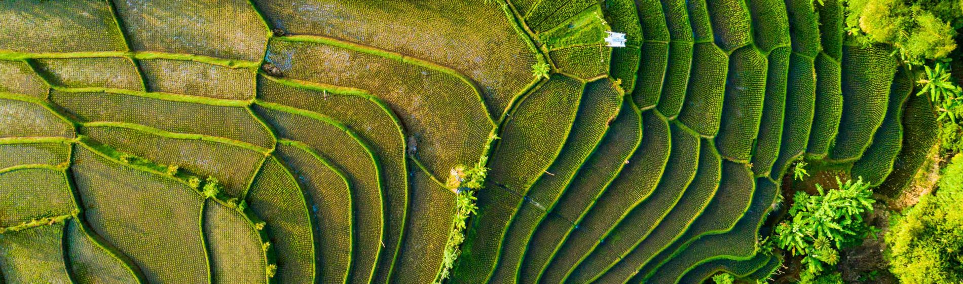 rice_field_terrace_bandung_west_java_indonesia.jpg