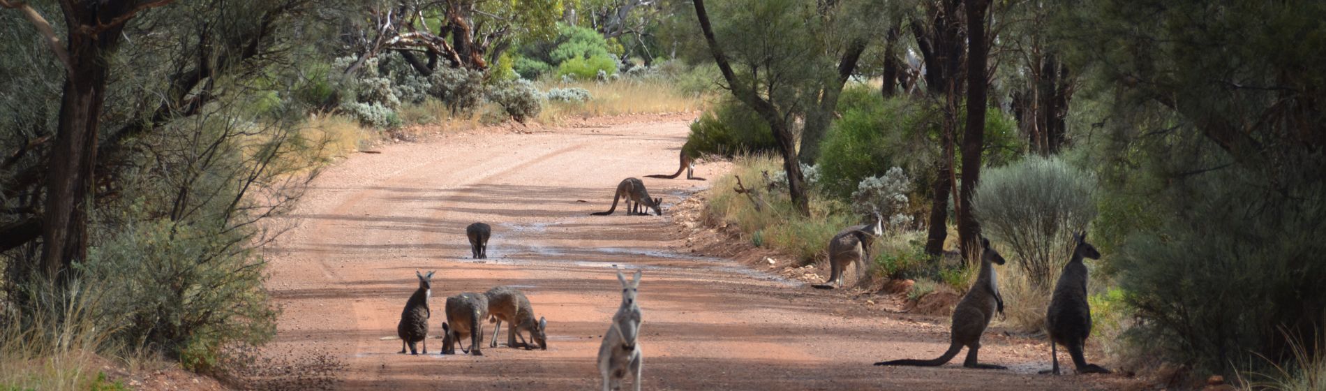 sa_gawler_ranges_kaengurus_am_trinken_wildlife_safari_geoff_scholz.jpg