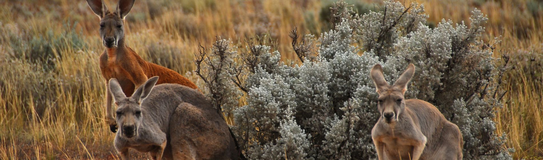 sa_gawler_ranges_red_roos_geoff_scholz.jpg