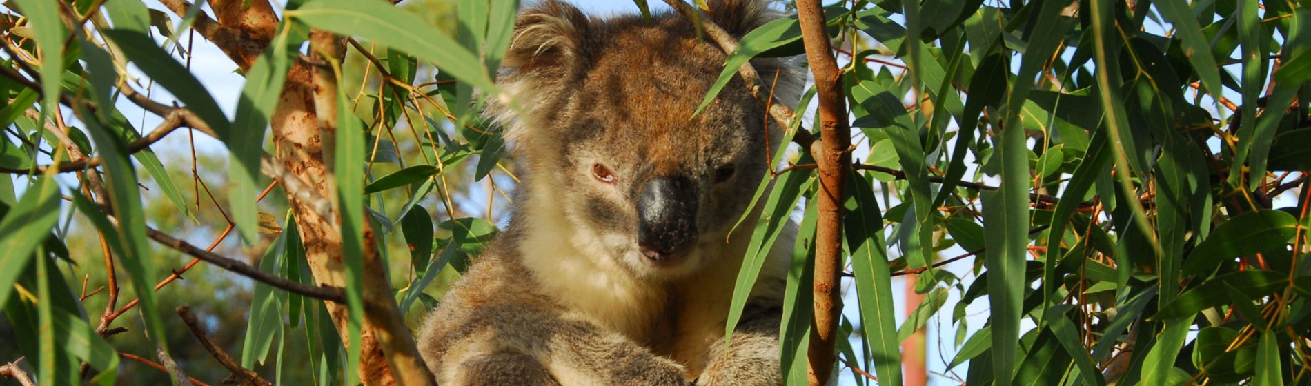 sa_mikkira_station_koala_geoff_scholz.jpg