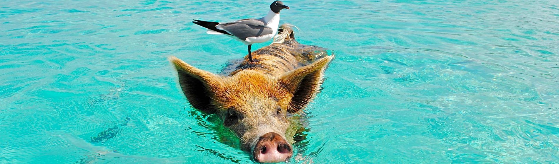 schweine_die_auf_den_bahamas_im_ozean_schwimmen_und_auf_dem_ruecken_einen_seetauglichen_vogel_reiten.jpg
