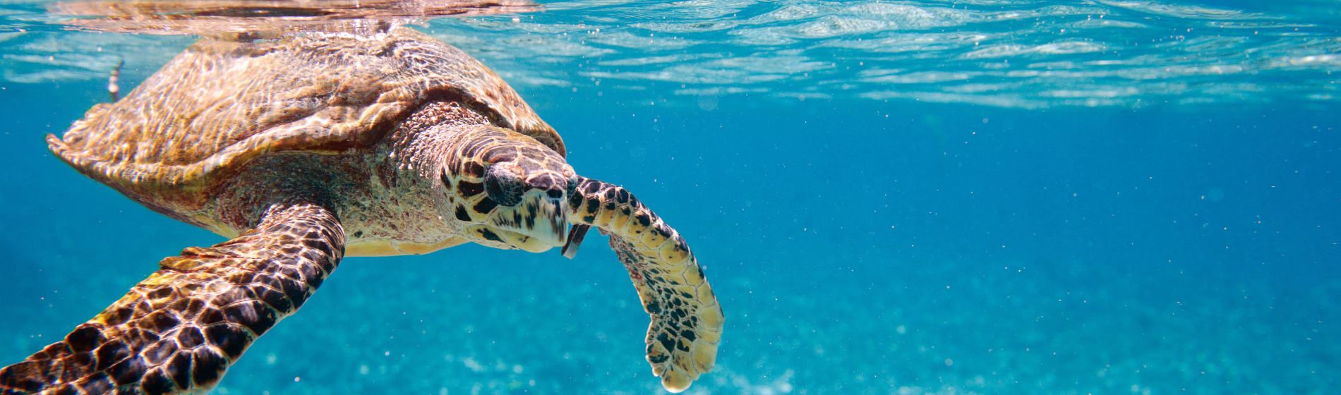 seychellen_hawksbill-meeresschildkroete.jpg