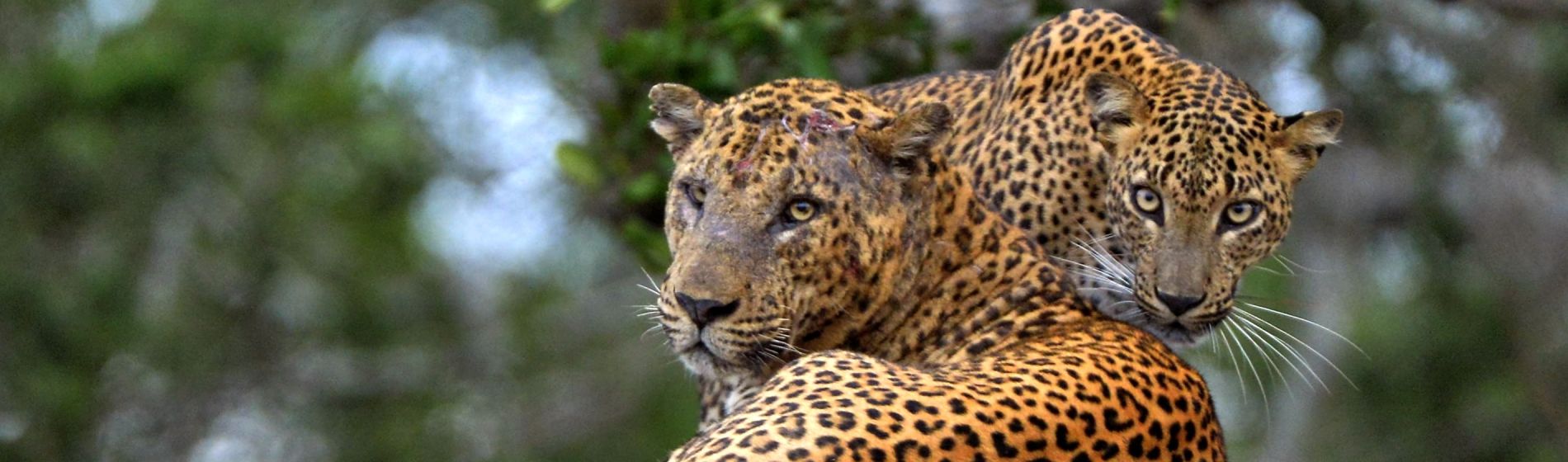 sri_lanka_-_leopard_-_indischer_ozean.jpg