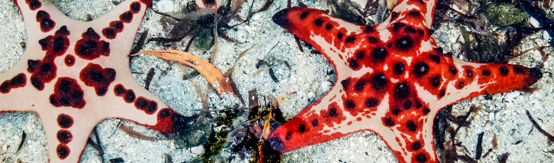 suedsee_starfish_aaron_matzinger_clare_walker.jpg