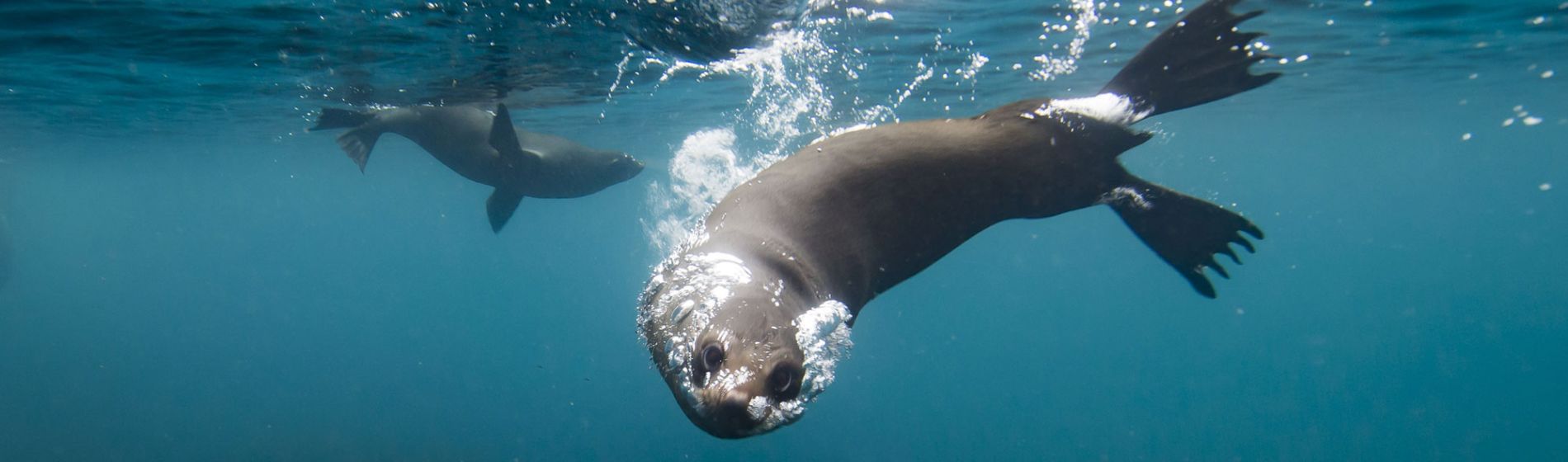 tas_seals_underwater_tourismtas.jpg