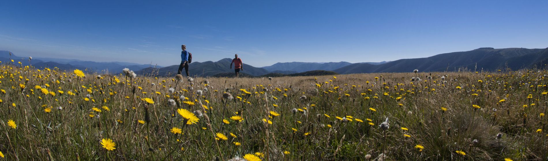 vic_walkers_in_flowers.jpg