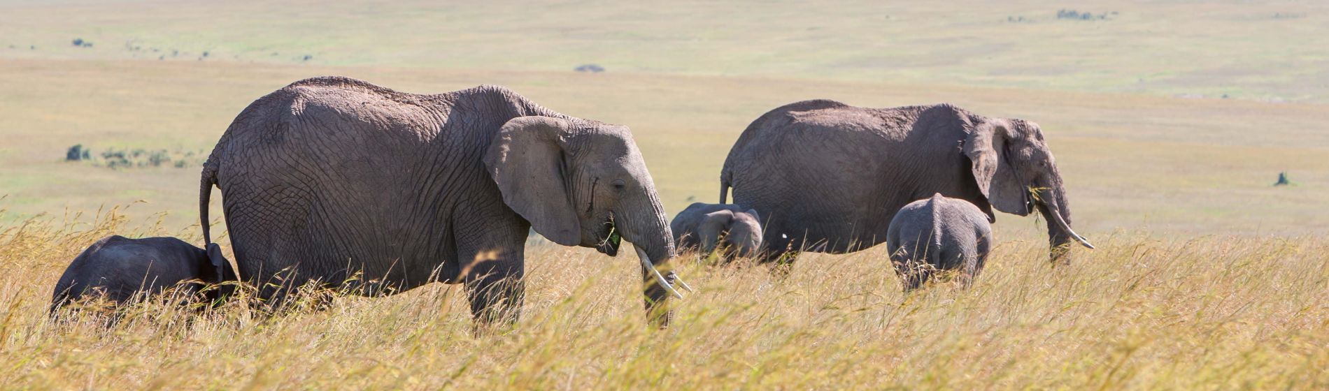 zambia_elephant_family.jpg