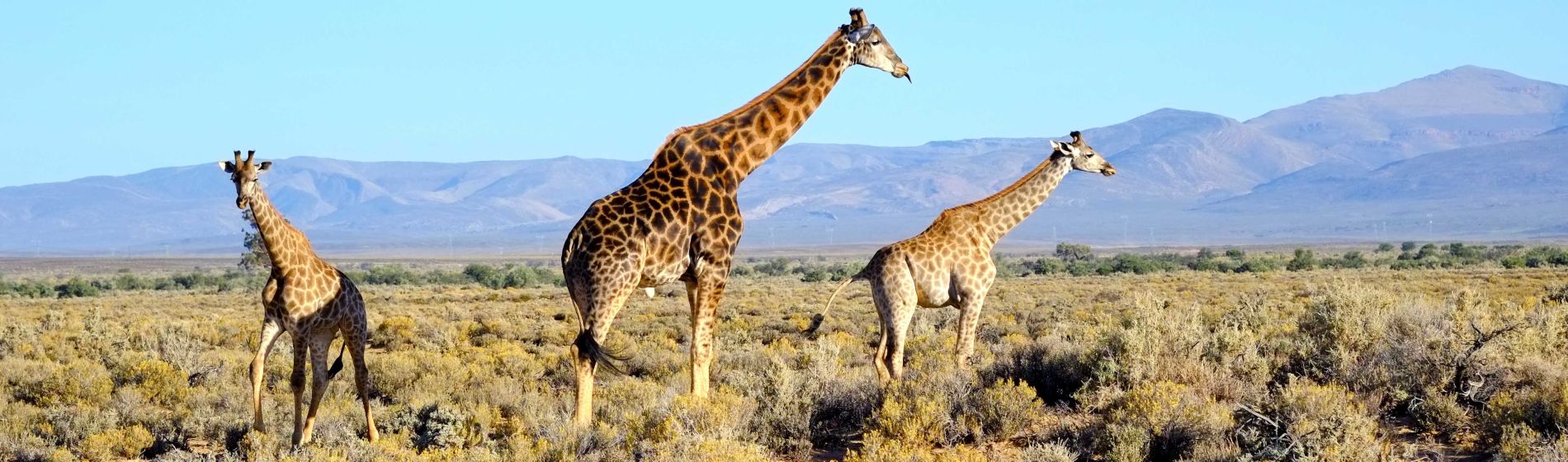 zambia_giraffen.jpg