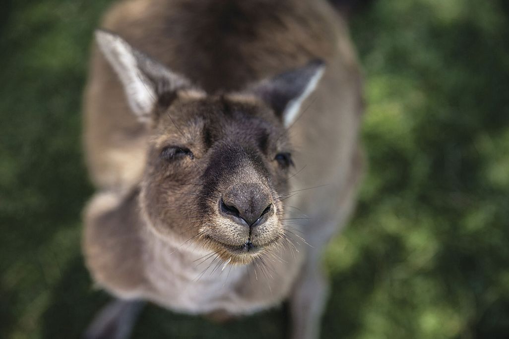 Galapagos Australiens